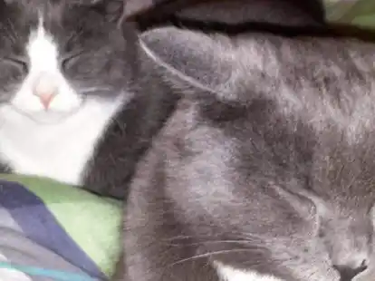 Katze Lucy (links) war entlaufen, landete im Tierheim, wurde weitervermittelt, ist jetzt aber wieder in ihrem urspr&uuml;nglichen Zuhause bei Bruderkater Lenny und der vertrauten Familie.