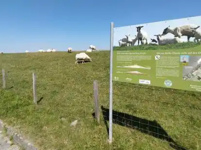 Ohne Schafe geht es nicht: In Norden stehen im Sommer Schafe von Stefan Rose auf dem Deich &ndash; doch nur, solange es vor Ort keine Wolfsrisse gibt.