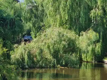 Versperrt seit Dienstag die Durchfahrt des Fehntjer Tiefs: eine umgest&uuml;rzte Weide.