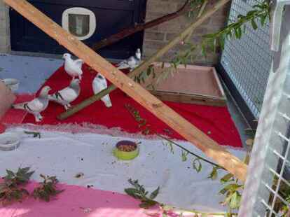 Vom Tierheim ging es f&uuml;r die letzten der 32 misshandelten Tauben aus Emden nun ins neue Zuhause nach L&ouml;ningen.