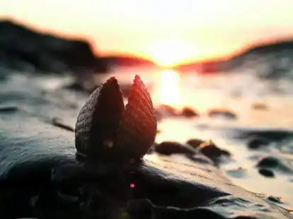 Am Strand ist im Sommer immer viel los. Auch in den kommenden Wochen haben die St&auml;dte und Gemeinden viel an der Nordsee geplant.