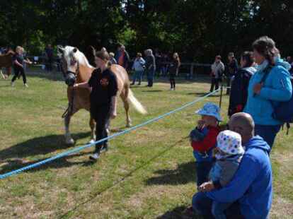Die Z&uuml;chter Mareijke und Marvin Schr&ouml;ter aus Jade stellten bei der Tierschau ihre Kleinpferde vor.