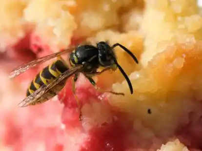 Sommerzeit ist Wespenzeit: Eine Gemeine Wespe sitzt auf einem Kuchen. Der Nabu Niedersachsen gibt Tipps, wie die gesch&uuml;tzten Insekten vom Teller und aus dem Haus vertrieben werden k&ouml;nnen.