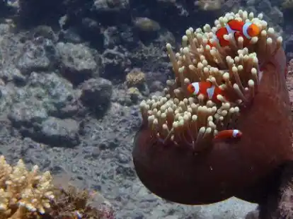 Wie h&auml;ngt die Gr&ouml;&szlig;e der Anemone und der &bdquo;Clownfische&ldquo; zusammen? Dieser Frage stellte sich Dr. Theresa R&uuml;ger.
