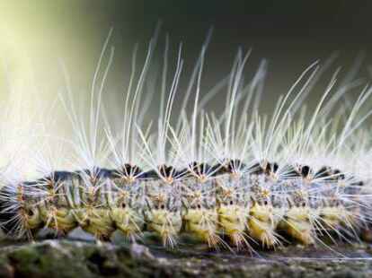 Der Eichenprozessionsspinner ist mit Brennhaaren bedeckt, die allergische Reaktionen bei Mensch und Tier ausl&ouml;sen k&ouml;nnen.