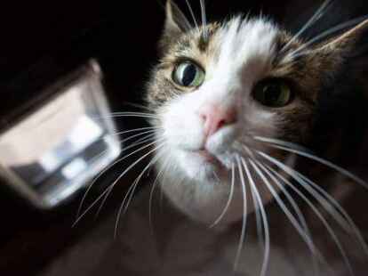 Das Veterin&auml;ramt des Landkreises Leer ist im Juli in Westoverledingen aktiv geworden: Dutzende Katzen und zwei Kaninchen sind eingesammelt worden. Die betroffene Tierhalterin ist emp&ouml;rt &uuml;ber das Vorgehen des Amtes.