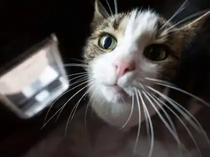 Das Veterin&auml;ramt des Landkreises Leer ist im Juli in Westoverledingen aktiv geworden: Dutzende Katzen und zwei Kaninchen sind eingesammelt worden. Die betroffene Tierhalterin ist emp&ouml;rt &uuml;ber das Vorgehen des Amtes.