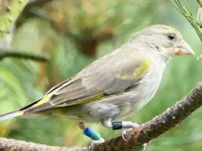 Die Ringe gaben Auskunft &uuml;ber die Reise des Gr&uuml;nfinks.