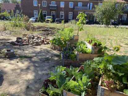 Hier wurde geg&auml;rtnert: In den Hochbeeten gedeihen Gem&uuml;se und Kr&auml;uter. Holz, Steine und Bauschutt wurden sortiert.