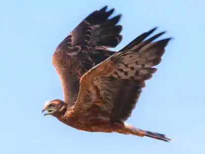 Nun fliegt er: In der Gemeinde Gro&szlig;enkneten ist die zweite Brut einer Wiesenweihe fl&uuml;gge geworden.