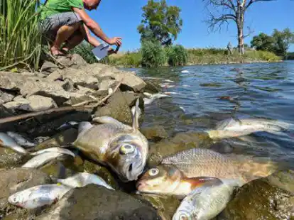 Viele tote Fische treiben im Wasser des deutsch-polnischen Grenzflusses Oder im Nationalpark Unteres Odertal n&ouml;rdlich der Stadt Schwedt