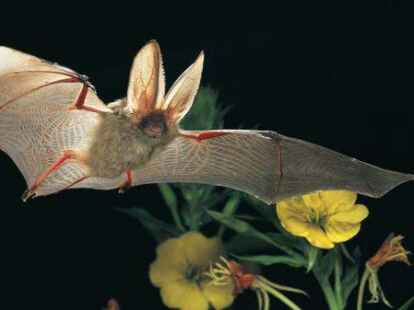 Ein Braunes Langohr im Flug durch Nachtkerzen