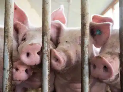 Schweine stehen in einem Schweinestall. Damit die Landwirte die St&auml;lle entsprechend der &bdquo;Tierwohlprogramme&ldquo; umbauen k&ouml;nnen, soll nach dem Willen der FDP ein Tierwohl-Fonds eingerichtet werden.