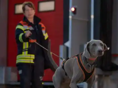 Miriam Warwas und ihre Weimaraner-H&uuml;ndin Hummel von der Rettungshundestaffel der Feuerwehr Lemwerder &ndash; hier bei einem andren Einsatz &ndash; haben dazu beigetragen, dass die vermisste Frau gefunden werden konnte.