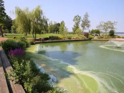 Blau und gr&uuml;n: Im Ententeich im Zwischenahner Kurpark sammelten sich die Blaualgen in den Vorjahren besonders stark an.