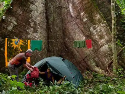 Dieter Schonlau und Sandra Hanke haben ihr Zelt vor einem Baumriesen im Jantho-Naturreservat auf der indonesischen Insel Sumatra aufgeschlagen.