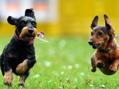 Frei laufende Hunde sind nicht &uuml;berall gern gesehen.