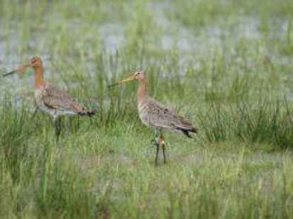 Mit Hilfe des GPS-Senders k&ouml;nnen die Aufenthaltsorte der  Uferschnepfen &uuml;ber das ganze Jahr hinweg verfolgt werden.  Foto: dpa