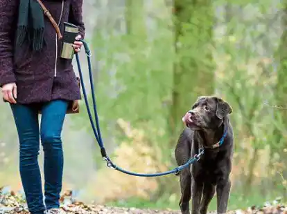 Hunde geh&ouml;ren auf vielen Freifl&auml;chen an die Leine &ndash; auch au&szlig;erhalb der Brut- und Setzzeit. Das jedenfalls soll eine neue  Satzung der Gemeinde Stadland regeln.