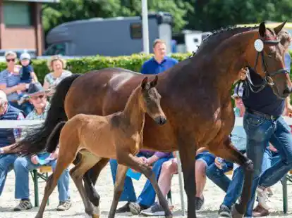 Erhielt das Elite-G&uuml;tesiegel: das Hengstfohlen von Zuperman aus der Zucht von Paul Wendeln