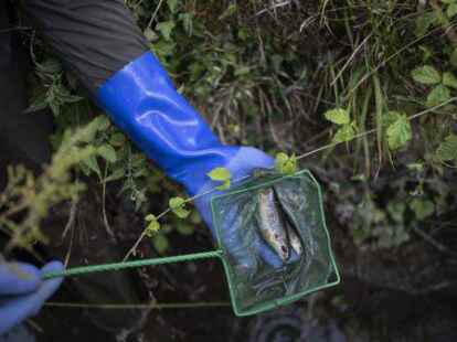Ein Fischereiaufseher fischt Bachforellen aus einem Dorfbach. Wegen tiefer Pegelst&auml;nde der Gew&auml;sser und anhaltender Trockenheit werden die Fische umgesiedelt.