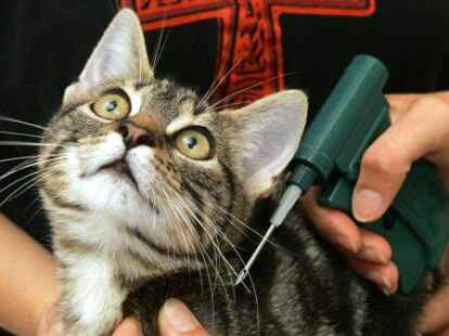 Ein junger Kater wird in einer Tierarztpraxis mit einem Mikrochip gekennzeichnet. Der Chip wird dabei mit Hilfe einer scharfen Kan&uuml;le unter der Haut platziert und liefert bei der Abtastung mit einem entsprechenden Leseger&auml;t einen Code, der R&uuml;ckschl&uuml;sse auf den Besitzer und die Registrierung des Tieres zul&auml;sst.