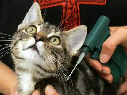 Ein junger Kater wird in einer Tierarztpraxis mit einem Mikrochip gekennzeichnet. Der Chip wird dabei mit Hilfe einer scharfen Kan&uuml;le unter der Haut platziert und liefert bei der Abtastung mit einem entsprechenden Leseger&auml;t einen Code, der R&uuml;ckschl&uuml;sse auf den Besitzer und die Registrierung des Tieres zul&auml;sst.