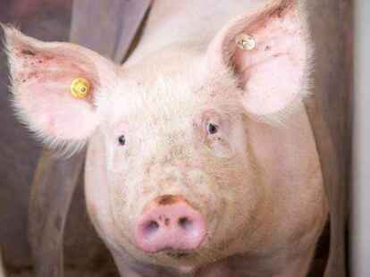 Die Zahl der Schweine in Niedersachsen liegt mit 7,38 Millionen so tief wie seit 25 Jahren nicht.