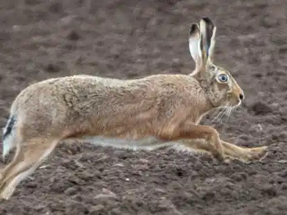 Keine Hasenpest in Westoverledingen: Der Verdacht konnte nicht best&auml;tigt werden.