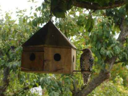 &bdquo;Ich bin ein Star, ich will hier rein!&ldquo;: Diesen Schnappschuss machte Leser Walter Burkholz aus Wolthusen von einem der beiden gefl&uuml;gelten Besucher am Vogelhaus.