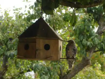 &bdquo;Ich bin ein Star, ich will hier rein!&ldquo;: Diesen Schnappschuss machte Leser Walter Burkholz aus Wolthusen von einem der beiden gefl&uuml;gelten Besucher am Vogelhaus.
