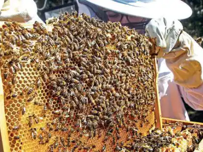 Immer mehr Menschen entdecken das Imkern f&uuml;r sich &ndash; auch in Emden und Krummh&ouml;rn.