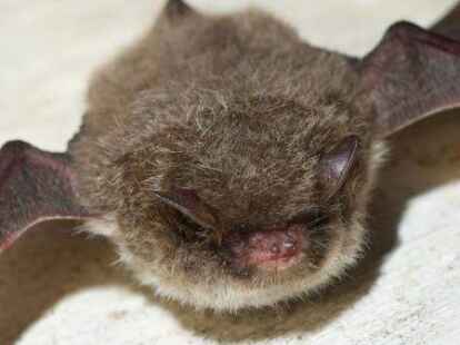 Der BEE hat bei den Nisthilfen auch Sommerquartiere f&uuml;r Flederm&auml;use im Blick.