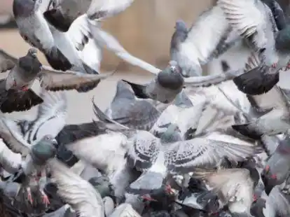 Stellen in Emden aktuell kein Problem dar, trotzdem wollen Tiersch&uuml;tzer die Population eind&auml;mmen: Stadttauben.