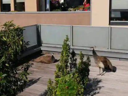 <p>        Auf dem Balkon von Margot Lorentzen  mitten in Jever haben sich die Pfaue gesonnt.     </p>