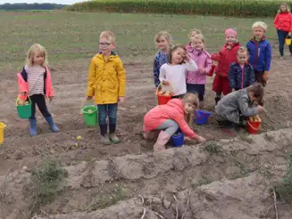 Sammeln flei&szlig;ig: Kinder aus dem &bdquo;Lummerland&ldquo; in Colnrade ernten Kartoffeln in Beckstedt.