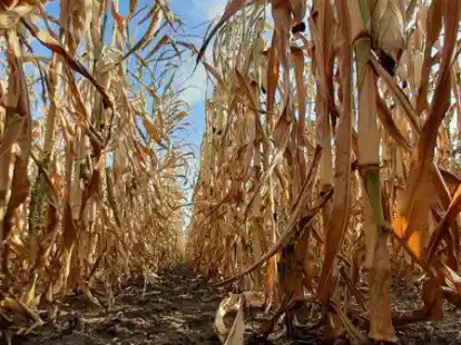 Etwa die H&auml;lfte aller im Kreis Oldenburg angebauten Maispflanzen weisen Trockensch&auml;den auf. Diese Aufnahme stammt aus Amelhausen.