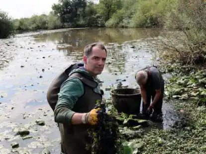 Dr. Andreas Hussner packt bei der Entfernung des gro&szlig;bl&uuml;tigen Heusenkrauts mit an. Der Uferrand ist hier noch dicht mit der Pflanze bewachsen.