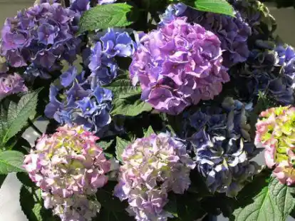 Aus Hortensien und anderen Naturmaterialien werden bei einem Workshop in Langwarden Kr&auml;nze und Str&auml;ucher hergestellt.