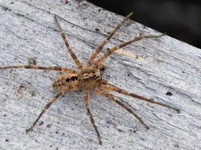 Die Nosferatu-Spinne: Wer eine sieht, sollte sie melden.