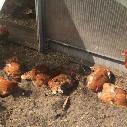 H&uuml;hner in Freilandhaltung: Mit dem Ausbruch der Gefl&uuml;gelpest im Ammerland kommen Einschr&auml;nkungen auf Halter und Tiere zu.