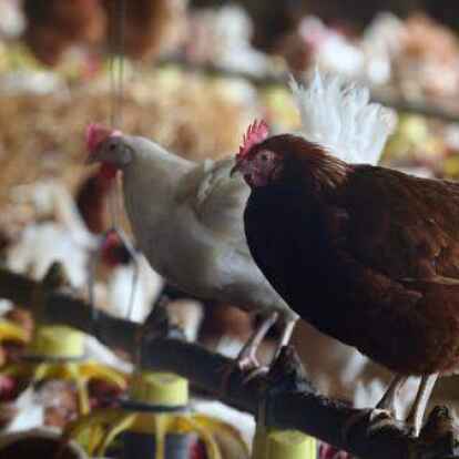 Unter Beobachtung: Wegen eines Gefl&uuml;gelpestausbruchs im Ammerland (Symbolbild) wurde eine &Uuml;berwachungszone eingerichtet.