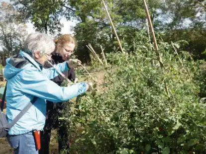 Eine der vier Stationen bei der Aktion &bdquo;Nachhaltigkeit erfahren&ldquo; am Sonntag: der Gemeinschaftsgarten in Nethen