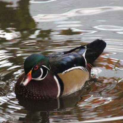 Bei einer Brautente im Jaderpark wurde der Vogelgrippeerreger H5N1 nachgewiesen.