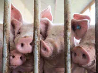 In der Sperrzone rund um Emsb&uuml;ren w&auml;chst der Schweine-Stau.