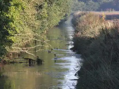 Idyllisch: Die Aue soll &ouml;kologisch aufgewertet und f&uuml;r B&uuml;rger erlebbar werden.