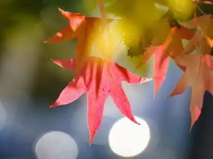 Der Herbst ist da. Doch wie sieht ein f&uuml;r den Nordwesten typisches Herbstwetter eigentlich aus? Wir haben nachgefragt.