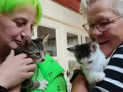 Sind nur zwei der insgesamt 30 Kitten, um die sich (v. l.) Melanie Hiller und Marion Niebergall aktuell k&uuml;mmern: Baby Bobby und Joke, acht und zehn Wochen alt.