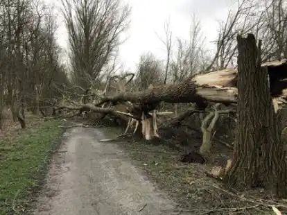 Die Pappeln am Fu&szlig;- und Fahrradweg in Larrelt zwischen 4. Polderweg und Niedersachsenstra&szlig;e sind nach den St&uuml;rmen im Februar teilweise schwer besch&auml;digt. Jetzt wurde der Auftrag zur F&auml;llung vergeben.
