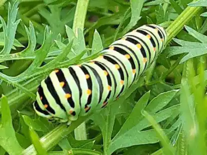 Diese Raupe fand Stefan R&ouml;llings Schwager Carsten Lindemann in seinem Schrebergarten in Barenburg. Aus ihr wird sp&auml;ter einmal ein Schwalbenschwanz-Schmetterling.